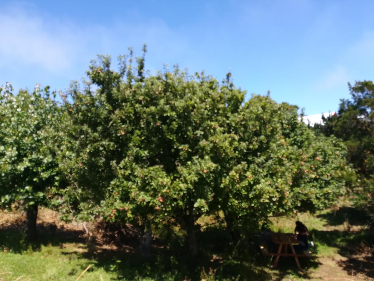 Quetalmahue Holiday home Ancud